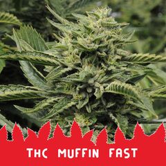 THC Muffin Fast, Фасовка: 10